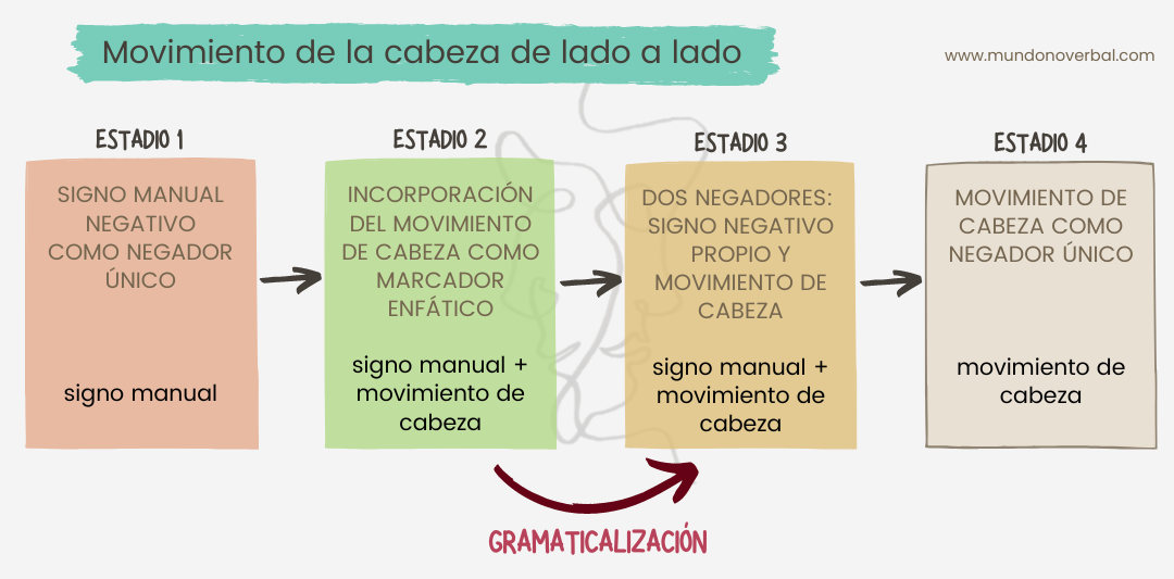 La imagen muestra los diferentes estadios de gramaticalización de la negación en francés.
Estadio 1: el signo manual negativo propio de la lengua de signos funciona como negador único
Estadio 2: incorporación del movimiento de cabeza como marcador enfático que acompaña el signo manual negativo
Entre los estadios 2 y 3 se produce estrictamente el proceso de gramaticalización del movimiento de cabeza como negador.
Estadio 3: tanto el signo negativo como el movimiento de cabeza funcionan como dos negadores complementarios
Estadio 4: el movimiento de cabeza se establece como marcador único y se pierde el signo manual negativo original