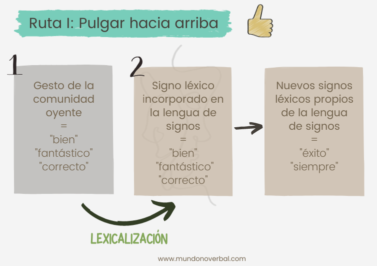 La imagen representa el siguiente paso en la gramaticalización de un gesto a través de la Ruta I de la Teoría de Wilcox, que es el caso del pulgar hacia arriba. Como ya hemos visto en la imagen anterior, el gesto del pulgar hacia arriba se ha incorporado como un gesto léxico de la lengua de signos a través de un proceso de lexicalización. Seguidamente, se generan nuevos gestos léxicos propios de la lengua de signos, que parten del gesto del pulgar hacia arriba, modificando su morfología y su significado.