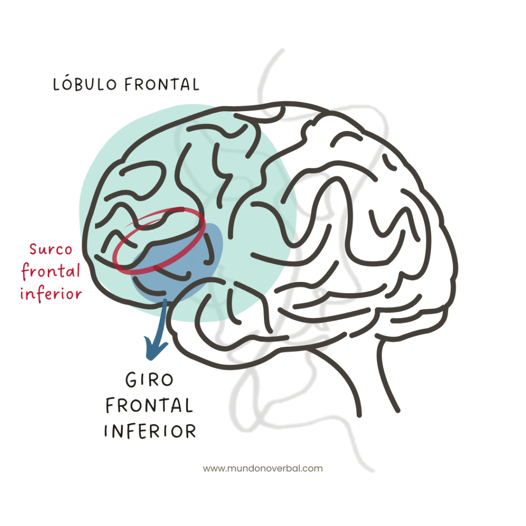 En la imagen se ve un cerebro, en el que está destacada en azul la zona frontal del cerebro, perteneciente al lóbulo frontal.
Más o menos en la zona media de este lóbulo está señalada una línea que corresponde al surco frontal inferior y, justo debajo en un color azul más oscuro se sitúa el giro frontal inferior.
